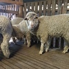 Superfine wool Merino ewe hoggets - shorn