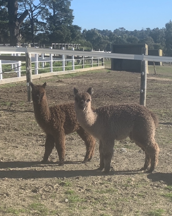 Baby Alpacas