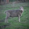 Finnish Landrace Ram for Sale