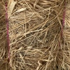 1000 x Pasture Hay Small Squares