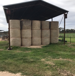 140 x Clover & Rye Grass Pasture Hay 4x4 Rolls