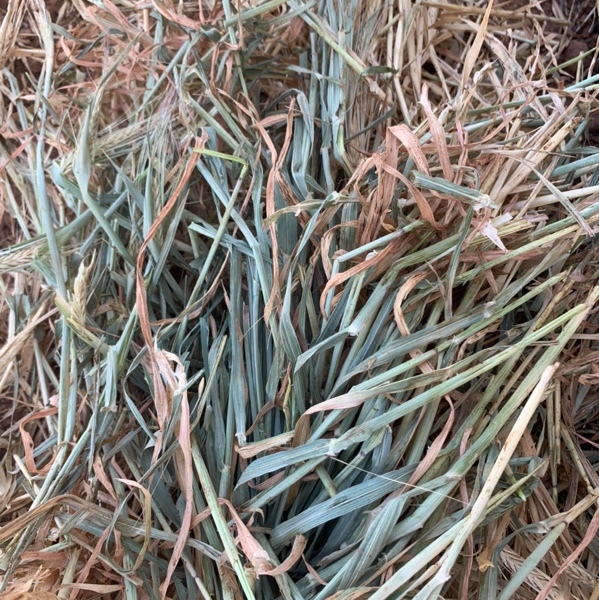 Wheat and Barley Hay