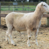 Under Auction - Lot 8 Highlander Ram 190897 (DLE Ram Auction A100 - 10th Sept via Auctionsplus) 