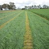 Young leafy Ryegrass Silage