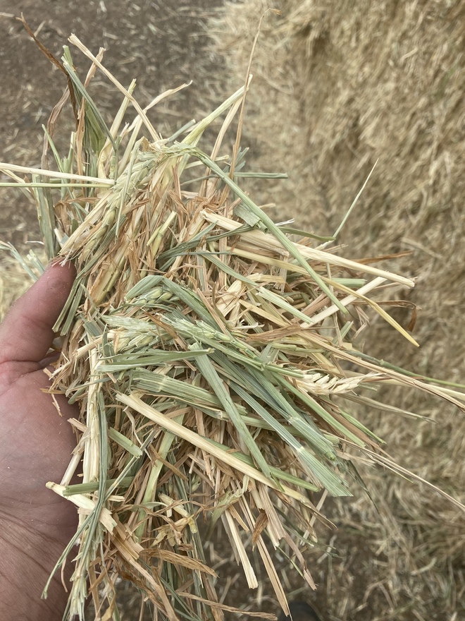 Barley Hay Small Squares