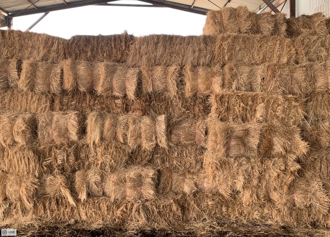 1000 x Pasture Hay Small Squares