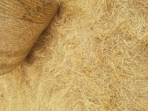 Barley Straw/Ryegrass