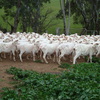 308 Fine Wool Merino Ewes, 5 years old