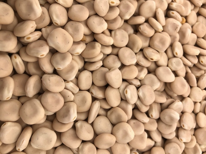 *PRICE REDUCTION* LUPINS (Albus)