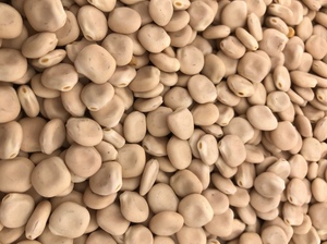 *PRICE REDUCTION* LUPINS (Albus)