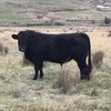 Stud Limousin Bulls. Registered. Apricot & Black. Grass fed and ready to work now!