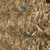 Wheat Straw 8x4x3