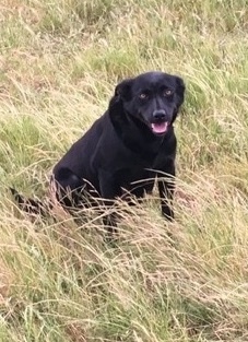 Female working kelpie