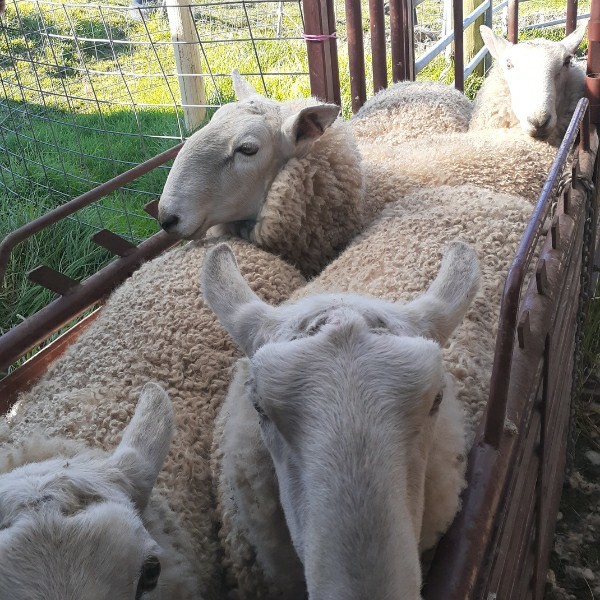 Border Leicester rams