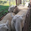 Border Leicester rams