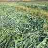 Drover Oats Silage