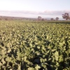 EOI. 2019 season autumn sown Forage Brassica (var. Greenland)