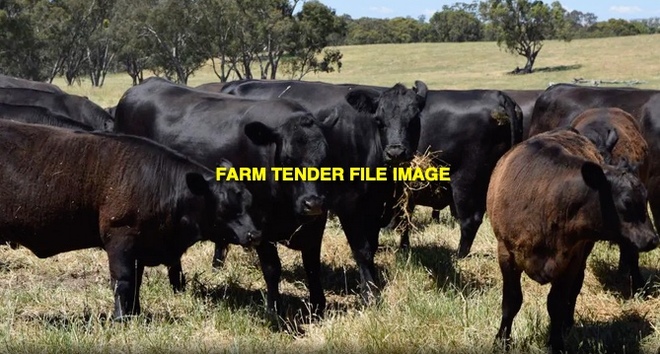 WANTED Angus Beef Cattle 