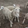 Merino/Dorper Sheep x 4