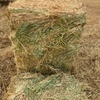 Shedded Cereal hay