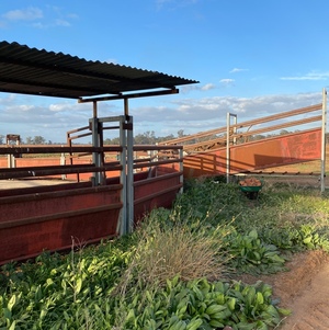cattle yards