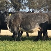 12 x PTIC Angus Shorthorn Cross Cows to Shorthorn Bull