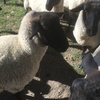 Black face Suffolk