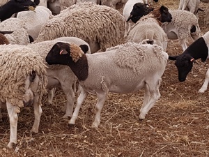 15 x Black Headed Dorper Wethers For Sale 50-60kg