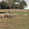  Wiltipoll Ewes  Stud Quality  Pure Bred
