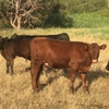 8 Cows pregnant with calves 5 to 8mths