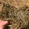 Ryegrass/Medic Hay