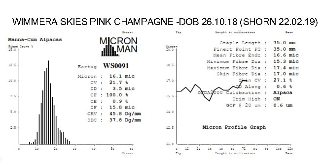Weaned Female - IAR registered Wimmera Skies Pink Champagne - SMF