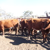 Shorthorn cows PTIC