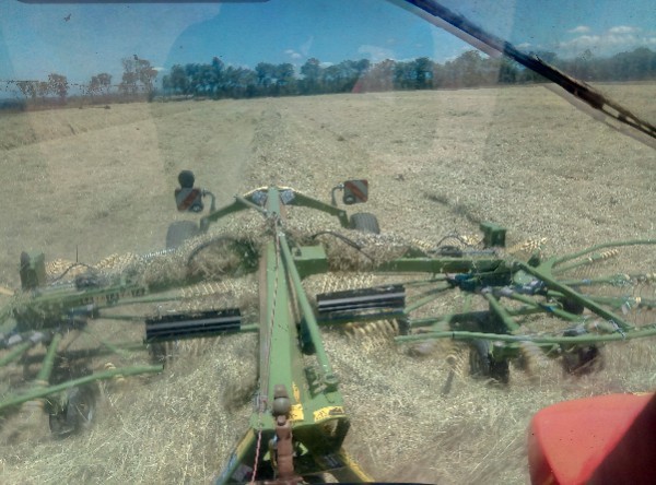 120 x Rhodes Grass 500kg 8x4x3 bales