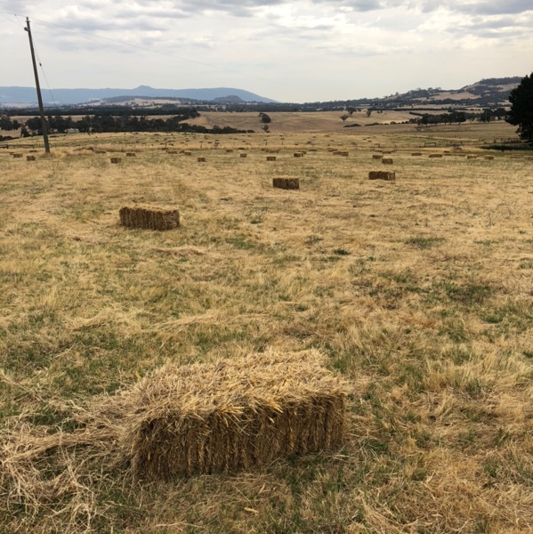 Pasture hay 1000 small squares