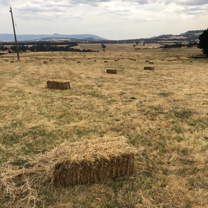 Pasture hay 1000 small squares