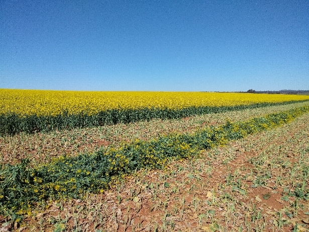 Cutting Now Canola Hay