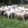 Dorper  female Lambs for sale (15)