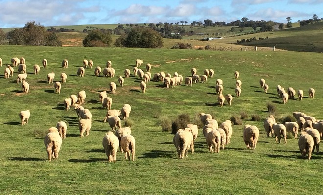 MERINO EWE LAMBS - 100 FINE WOOL MERINO EWE LAMBS 12 MONTHS