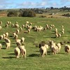 MERINO EWE LAMBS - 100 FINE WOOL MERINO EWE LAMBS 12 MONTHS