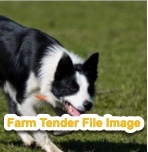 *WANTED* Started/Working (Cattle) Border Collie 