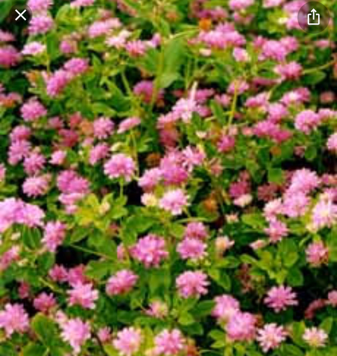 Persian clover seed 2 Tonne