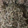 500 m/t Balansa Clover Hay 