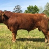 Stud Limousin Bulls