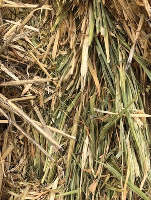 Barley Hay 8x4x3 - 460 x 750 KG Approx Bales