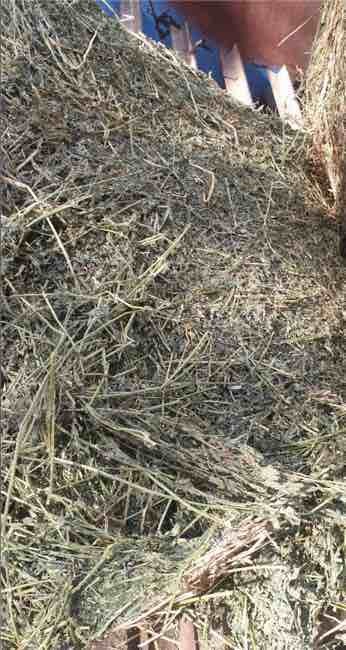 42 x 8x4x3 Bales of Third Cut Lucerne 650 Kg's