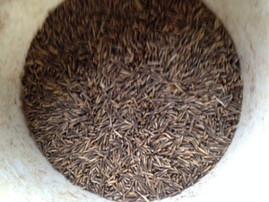 SAIA OATS