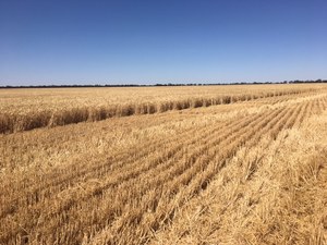 250t Irrigated Wheaten Straw 8x4x3 Bales