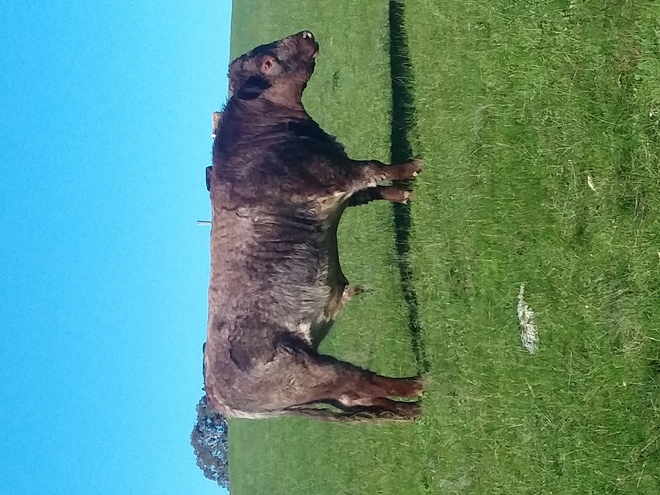 Shorthorn Bull - Spry bloodlines 