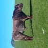 Shorthorn Bull - Spry bloodlines 